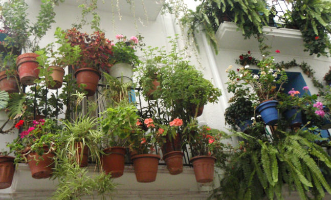 terracotta pots on balcony