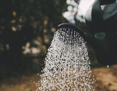watering plants