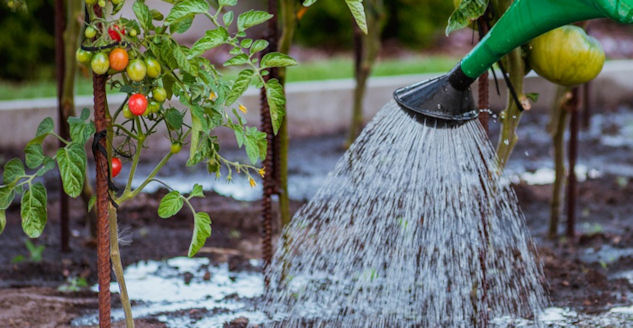 watering tomato plants with a watering can
