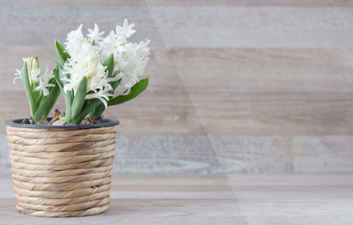 white hyacinths in a straw pot