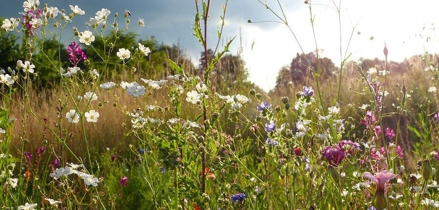 a colourful wildflower meadow