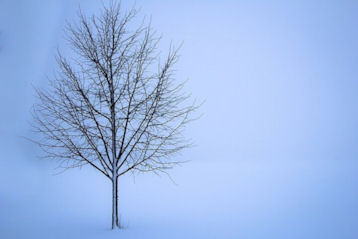 tree in winter